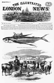 A flock of llamas, imported from Peru in 1858 A flock of llamas, imported from Peru in 1858