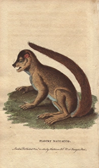 Flocky maucauco or macauco, woolly lemur or Flocky maucauco or macauco, woolly lemur or