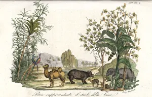 Flora and fauna of Asia, including elephant Flora and fauna of Asia, including elephant