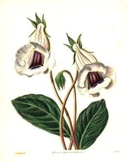Florist's gloxinia, Sinningia speciosa Florist's gloxinia, Sinningia speciosa