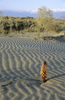 Flowering parasitic plant - in sand dunes of Karakum Flowering parasitic plant - in sand dunes of Karakum