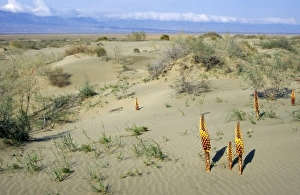 Flowering parasitic plants - sand dunes of Central Flowering parasitic plants - sand dunes of Central