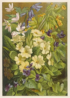<b class=qtipBold><figcaption>Flowers of March & April</figcaption></b><br>Flowers of March & April: VIOLA (Violet); PRIMULA (Primrose); PRIMULA VERIS (Cowslip); GALIUM ODORATUM (Sweet Woodruff); (Bluebell) HYACINTHOIDES NON-SCRIPTA<br><em>© Mary Evans Picture Library</em> Flowers of March & April