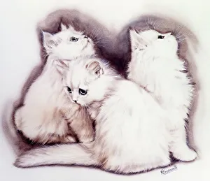 <b class=qtipBold><figcaption>Three Fluffy white kittens</figcaption></b><br>Three fluffy white kittens. Painting by Malcolm Greensmith<br><em>© Mary Evans/Malcolm Greensmith</em> Three Fluffy white kittens
