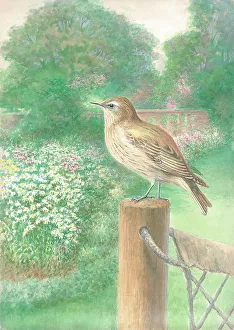 Flycatcher Gallery: Flycatcher