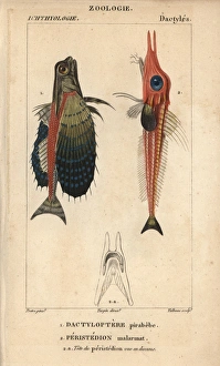 S Gallery: Searobin Collection