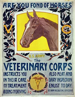 Riding Collection: Are you fond of horses - US Army - The Veterinary Corps inst
