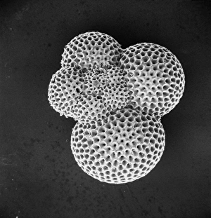 Protista Gallery: Foraminifer