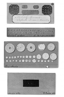 Protista Gallery: Foraminifera