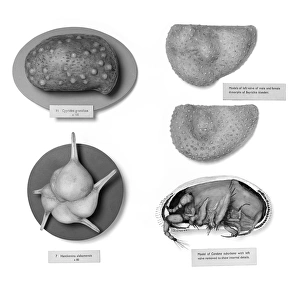Protista Gallery: Foraminifera and ostracods models