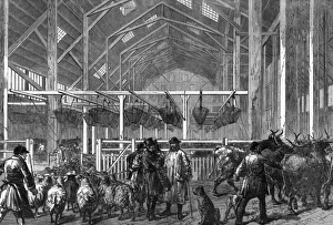 The Foreign Cattle Market, Deptford, London, 1872 The Foreign Cattle Market, Deptford, London, 1872