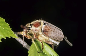 Forest COCKCHAFER / May beetle - rests on a birch Forest COCKCHAFER / May beetle - rests on a birch
