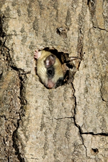 Forest dormouse, adult, climbs out of its shelter Forest dormouse, adult, climbs out of its shelter