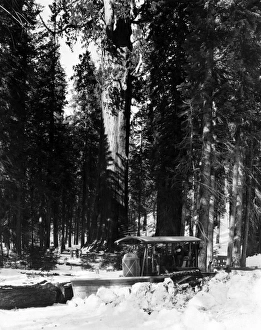 Forest Snow Plough Forest Snow Plough