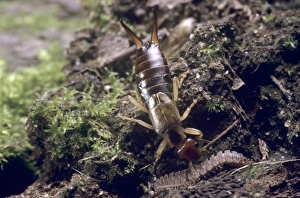 Forficula auricularia, common earwig Forficula auricularia, common earwig