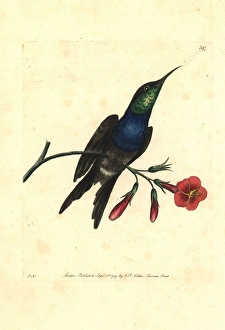 Fork-tailed woodnymph hummingbird, Thalurania furcata Fork-tailed woodnymph hummingbird, Thalurania furcata