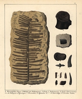 Fossil fern, Nothosaurus tooth and vertebra Fossil fern, Nothosaurus tooth and vertebra