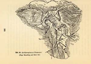 Fossil skeleton of an extinct Archaeopteryx siemensii Fossil skeleton of an extinct Archaeopteryx siemensii