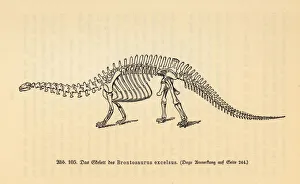 Fossil skeleton of an extinct Brontosaurus excelsus Fossil skeleton of an extinct Brontosaurus excelsus
