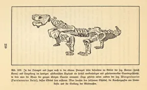 Fossil skeleton of an extinct Pareiasaur, Bradysaurus baini Fossil skeleton of an extinct Pareiasaur, Bradysaurus baini