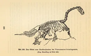 Fossil skeleton of an extinct Plateosaurus trossingensis Fossil skeleton of an extinct Plateosaurus trossingensis