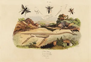 Wasps Gallery: Fossil skeleton of an extinct plesiosaurus, and wasps