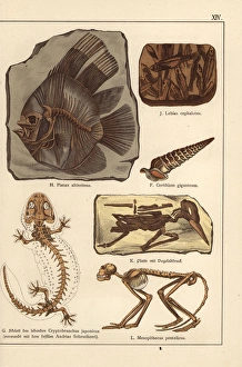 Fossil skeletons of fish, shell, bird and monkey Fossil skeletons of fish, shell, bird and monkey