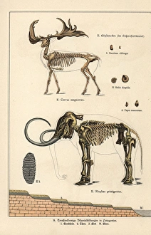 Fossil skeletons of great Irish deer and woolly mammoth Fossil skeletons of great Irish deer and woolly mammoth