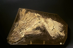 Fossilised Latimeria chalumnae, coelacanth Fossilised Latimeria chalumnae, coelacanth