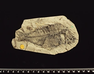Fossilised Macracara prisca, cichlid Fossilised Macracara prisca, cichlid