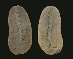 Fossilised millipede (Class Diplopoda) Fossilised millipede (Class Diplopoda)
