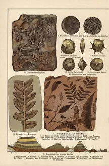 Fossils of algae, plants, insects and protozoa
