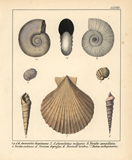 Fossils of extinct Ammonites, Nerita, Nerinea Fossils of extinct Ammonites, Nerita, Nerinea
