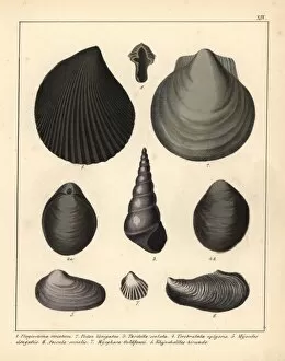 Fossils of extinct mollusks