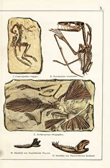 Fossils of skeletons of extinct dinosaurs and mammals Fossils of skeletons of extinct dinosaurs and mammals
