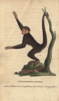 Four-fingered monkey or coaita, Ateles paniscus Four-fingered monkey or coaita, Ateles paniscus