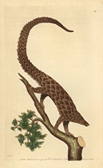 Four-toed manis, long-tailed or black-bellied Four-toed manis, long-tailed or black-bellied
