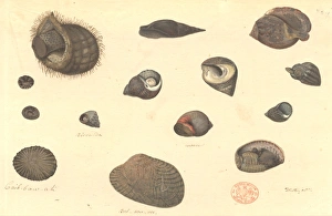 Fourteen molluscs, including gastropods and bivalves Fourteen molluscs, including gastropods and bivalves