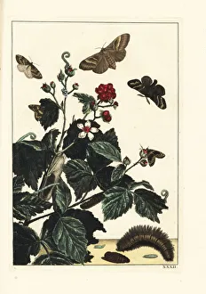 Fox moth and autumn green carpet moths on blackberry Fox moth and autumn green carpet moths on blackberry