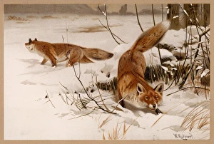 <b class=qtipBold><figcaption>Fox in Snow 20C</figcaption></b><br>Two common foxes in the snow.<br><em>© Mary Evans Picture Library</em> Fox in Snow 20C