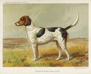 Breeds Gallery: Foxhound (Book of Dog)
