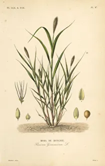 Foxtail millet or Italian millet, Setaria italica Foxtail millet or Italian millet, Setaria italica