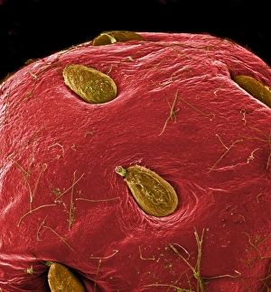 <b class=qtipBold><figcaption>Fragaria sp., strawberry</figcaption></b><br>A scanning electron microscope (SEM) image of a strawberry (Fragaria sp.), artificially coloured by computer. Date:<br><em>© Mary Evans / Natural History Museum</em> Fragaria sp., strawberry