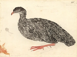 Francolinus capensis, Cape francolin Francolinus capensis, Cape francolin