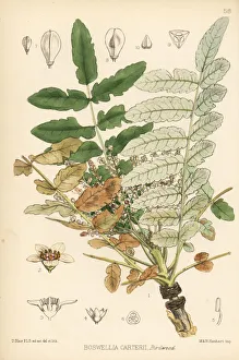Frankincense, luban tree, or olibanum-tree, Boswellia sacra Frankincense, luban tree, or olibanum-tree, Boswellia sacra