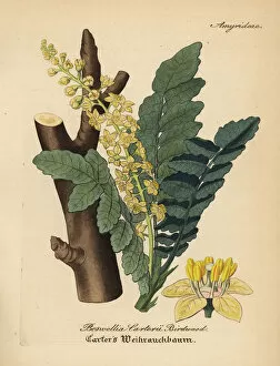Medical Pharmaceutical Gallery: Frankincense or olibanum tree, Boswellia sacra