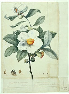Magnoliophyta Gallery: Franklinia alatamaha, franklinia
