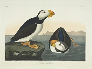 Fratercula corniculata, horned puffin Fratercula corniculata, horned puffin