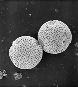 Fraxinus excelsior, weeping ash pollen Fraxinus excelsior, weeping ash pollen