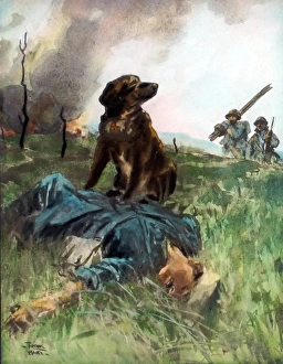 A French Briard ambulance dog (Slight crack to plate) A French Briard ambulance dog (Slight crack to plate)